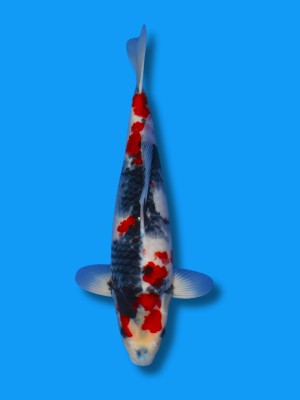 Showa | Koi&Co.